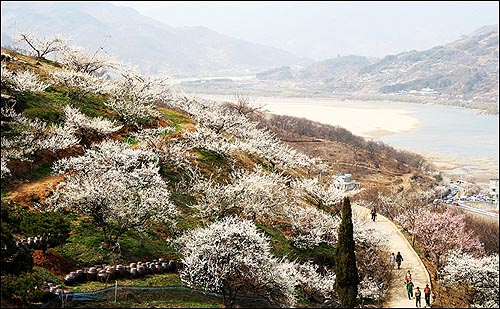 매화 향기는 섬진강 줄기 따라 굽이쳐 흐르고... 